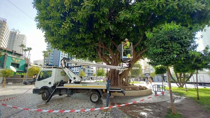 Benidorm plantará 400 árboles para combatir el calor y ganar sombra en sus calles