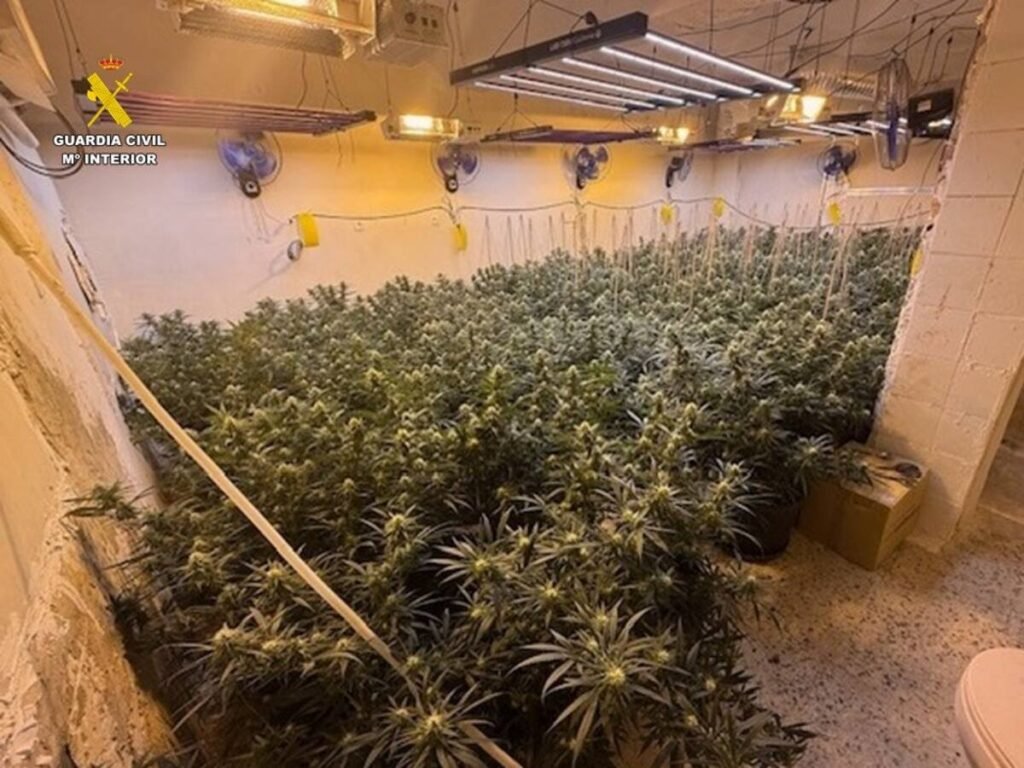 Desmantelada una plantación de marihuana en pleno casco antiguo de Villena que provocaba cortes de luz