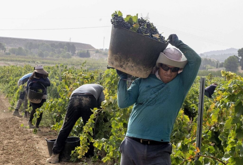 Más dinero para investigar en el campo alicantino: 20,8 millones para el IVIA