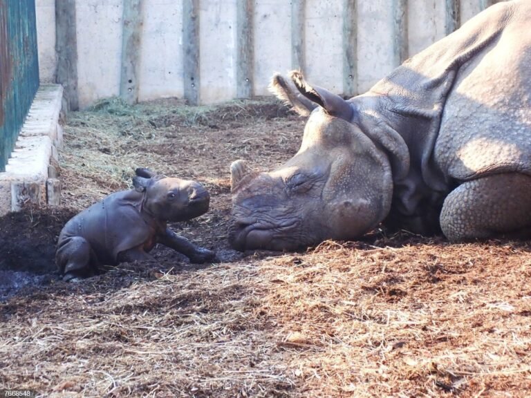 Brutus, la cría de rinoceronte de Terra Natura Benidorm, ya explora el mundo con 60 kilos de peso