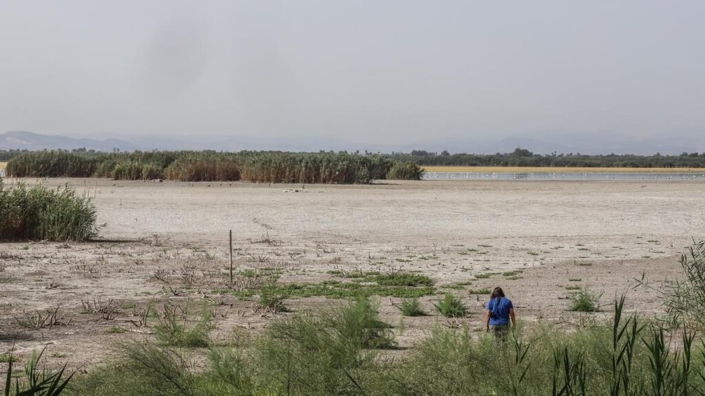 Alerta en El Hondo: un nuevo brote de botulismo provoca la muerte masiva de aves acuáticas