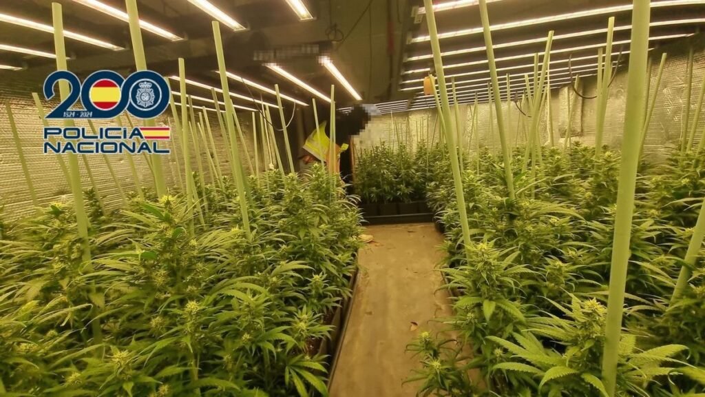 Cae en Torrevieja una red de narcotráfico con 250 plantas de marihuana y diez detenidos