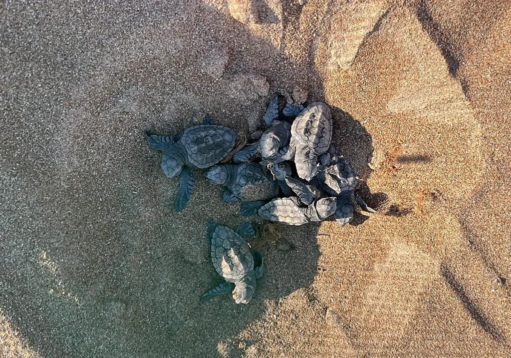 Más de un centenar de tortugas bobas nacen en las playas de Dénia y emprenden su camino al mar