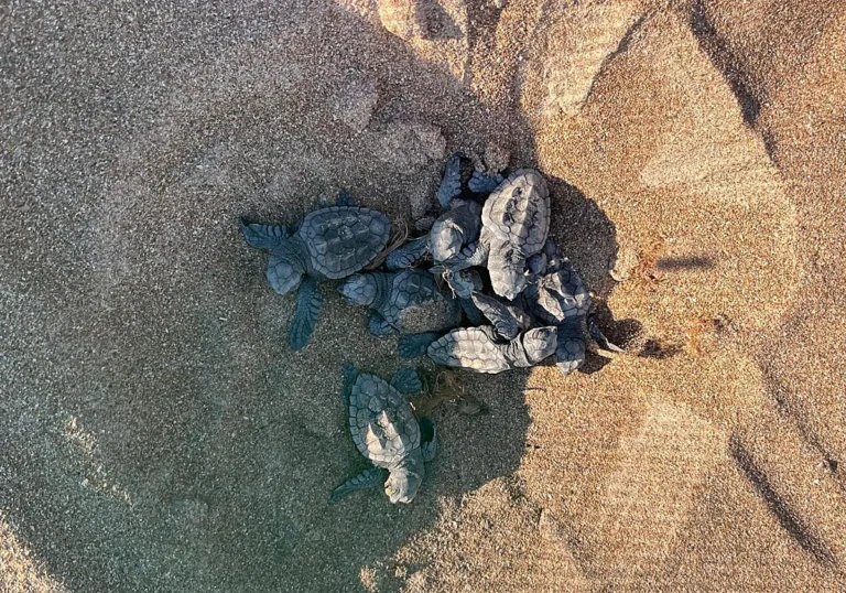 Más de un centenar de tortugas bobas nacen en las playas de Dénia y emprenden su camino al mar