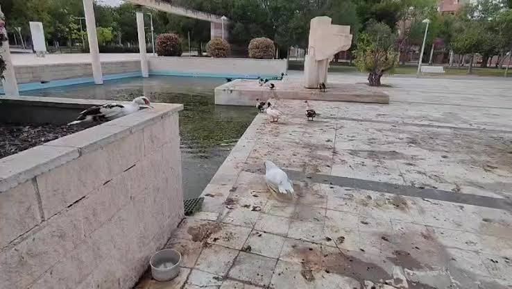 Los patos de la Universidad de Alicante siguen en estado de abandono: decenas de aves sobreviven sin agua, limpieza ni cuidados mínimos bajo temperaturas extremas