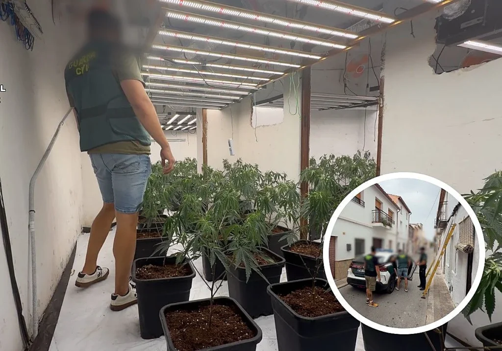 La Guardia Civil desmantela una plantación indoor de 265 plantas de marihuana en una casa de Teulada