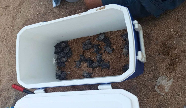 Nacen unas 70 tortugas bobas en la playa de El Torres de Villajoyosa