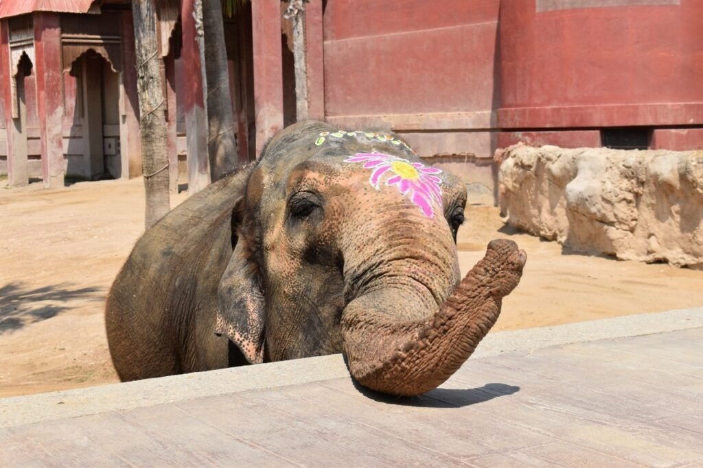 Petita cumple 54 años y Terra Natura Benidorm prepara una gran fiesta para su elefanta más querida