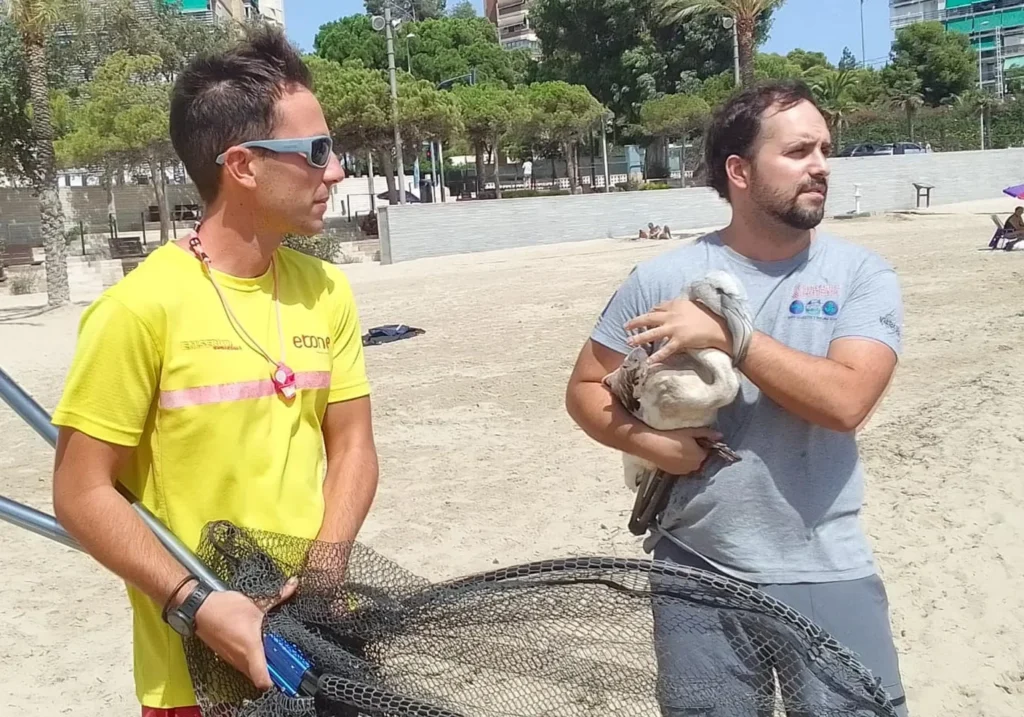 Rescatan a un joven flamenco desorientado, agotado y desnutrido en la playa de la Albufereta de Alicante