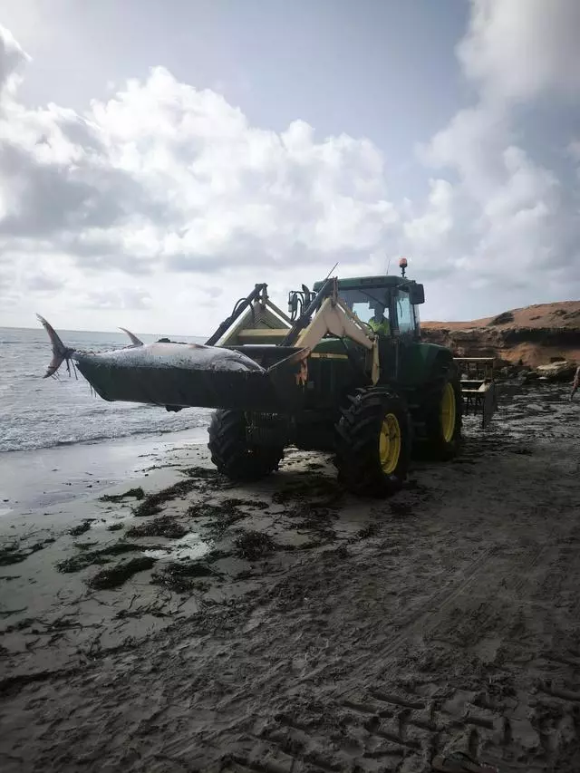 Atunes rojos de más de 300 kilos aparecen varados en las playas de Torrevieja, Orihuela y Pilar