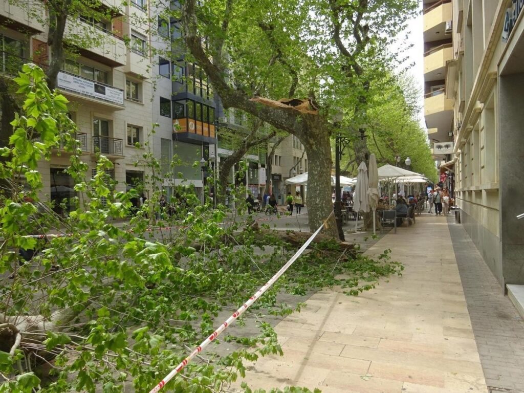 Una rama cae sobre la vía pública en Dénia y obliga a intervenir a los bomberos