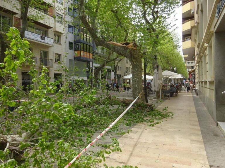 Una rama cae sobre la vía pública en Dénia y obliga a intervenir a los bomberos