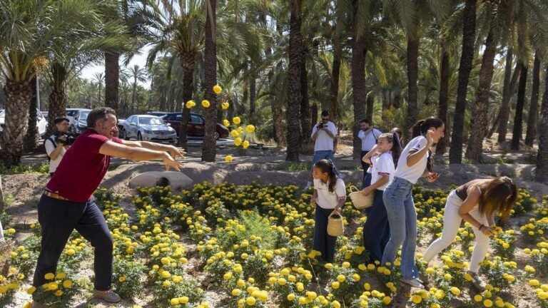 Elche prepara 250.000 flores para la Batalla de las Flores de las Fiestas de Agosto