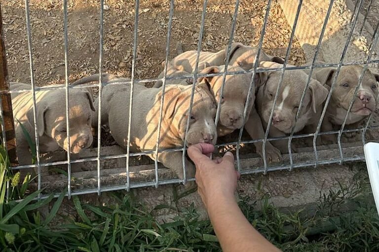 La Guardia Civil desmantela una red que vendía perros con amputaciones estéticas ilegales desde un criadero de Alicante