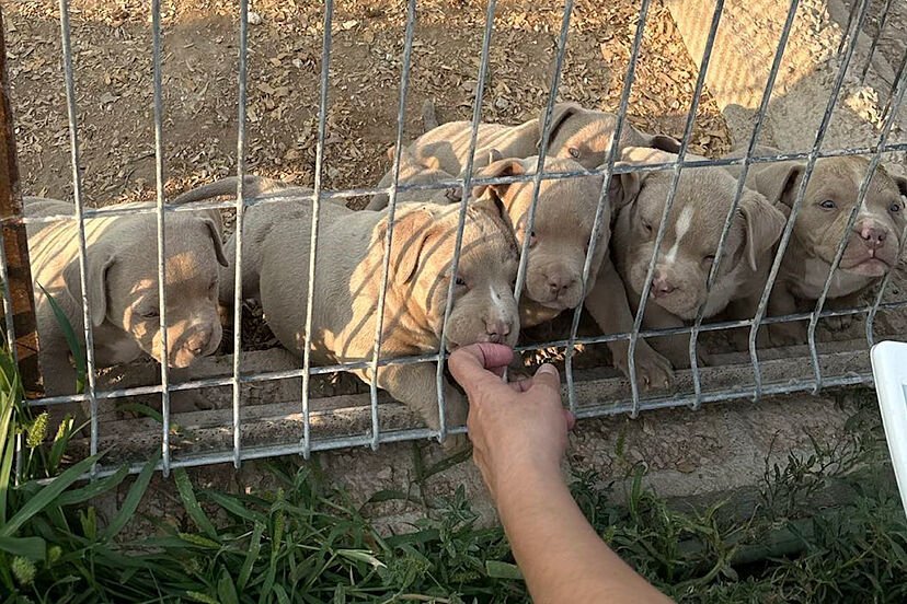 La Guardia Civil desmantela una red que vendía perros con amputaciones estéticas ilegales desde un criadero de Alicante