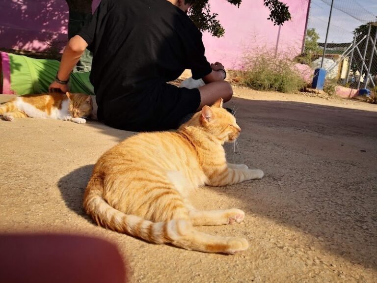La protectora alicantina Asoka El Grande ha anunciado públicamente el abandono de tres gatos a las puertas de sus instalaciones y asegura que interpondrá una denuncia contra los implicados