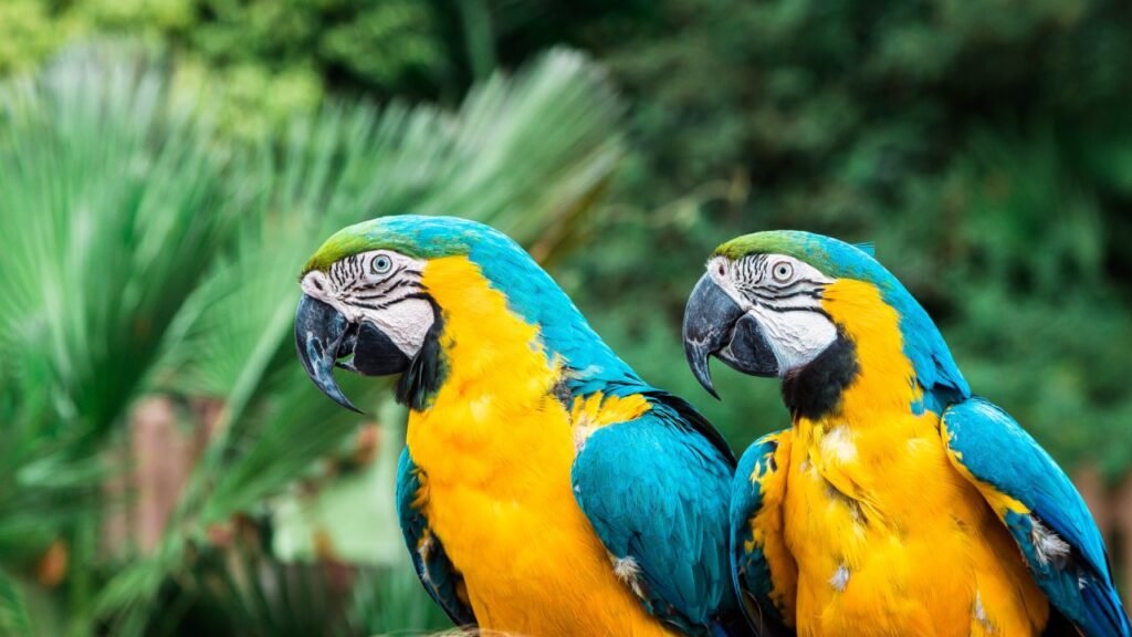 Mundomar en Benidorm celebra seis nacimientos de aves exóticas