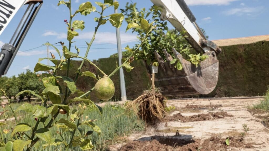 El campo alicantino exige al Gobierno un plan urgente contra el virus que está arrasando los limoneros de la Vega Baja