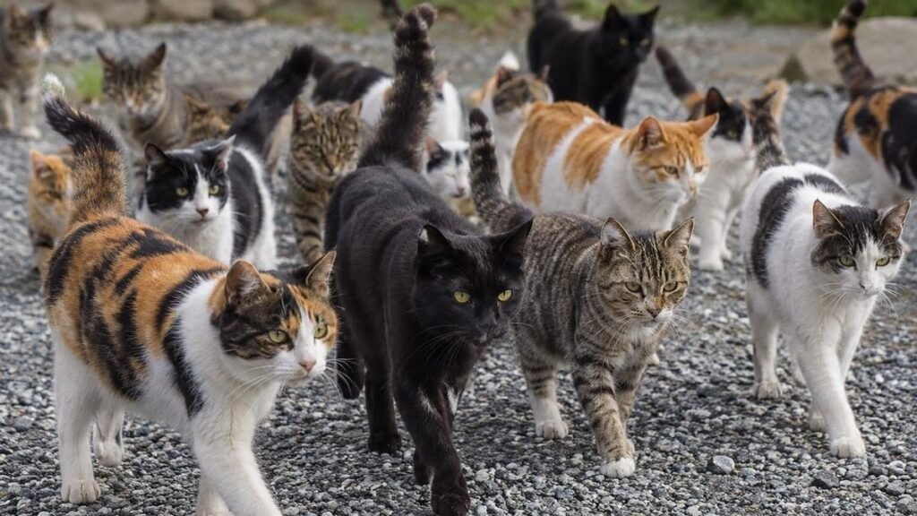 El Campello lanza un plan para gestionar 1.800 gatos sin dueño