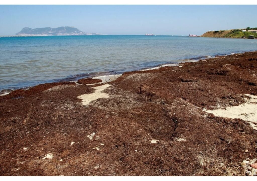 El alga asiática invasora llega a Alicante y amenaza los ecosistemas del Peñón de Ifach