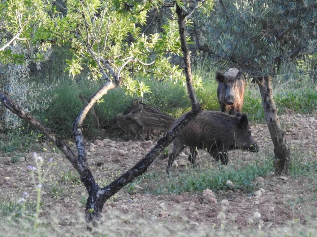 Casi 700 jabalíes capturados en Alicante para frenar la sobrepoblación: 490 capturas se concentran en la Marina Alta