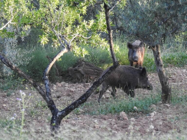 Casi 700 jabalíes capturados en Alicante para frenar la sobrepoblación: 490 capturas se concentran en la Marina Alta
