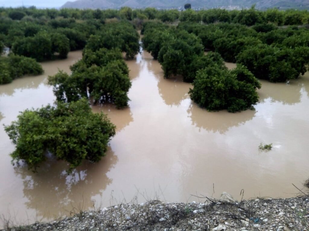 El campo alicantino exige al Gobierno actuar ya en la Vega Baja para evitar «otra gran inundación» siete años después de la última dana