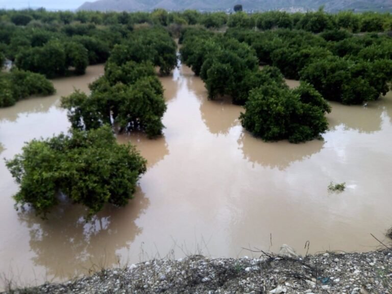 El campo alicantino exige al Gobierno actuar ya en la Vega Baja para evitar «otra gran inundación» siete años después de la última dana