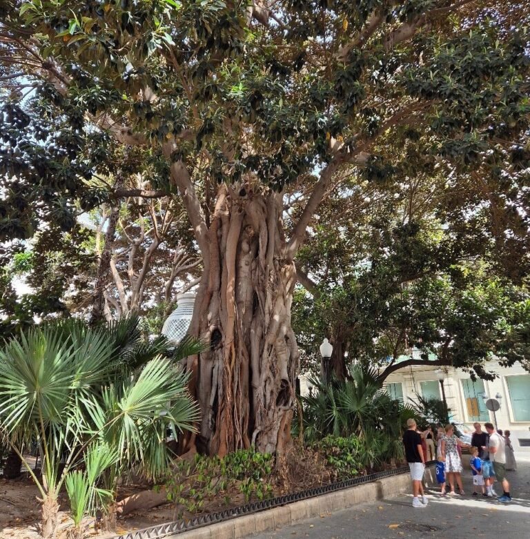 Un nuevo incidente con un ficus centenario junto al Castillo de Alicante reabre el debate sobre el estado del arbolado y su escaso mantenimiento por parte del Ayuntamiento