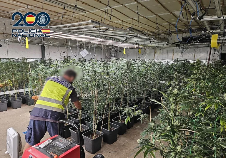Golpe al narcotráfico en Elche: cuatro detenidos, 255 plantas de marihuana, 1,5 kilos de cocaína y 23.000 euros incautados