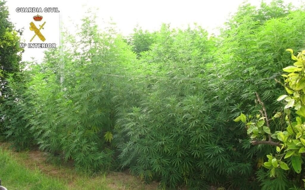 Desmantelan plantación de marihuana en San Miguel de Salinas con 150 plantas