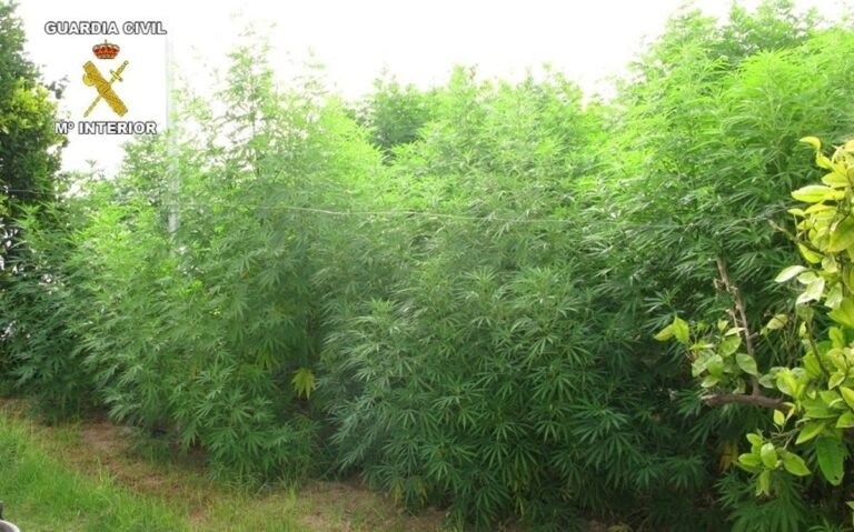 Desmantelan plantación de marihuana en San Miguel de Salinas con 150 plantas