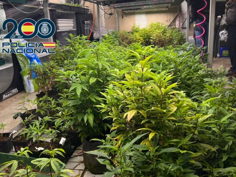 Desmantelan plantación de marihuana en Elda: tres detenidos y 200 plantas incautadas